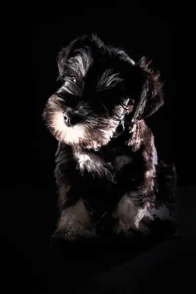 Adorável Pouco Fofo Raça Pura Miniatura Schnauzer Cão Sentado Contra — Fotografia de Stock