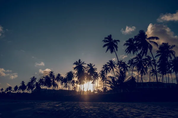 Silhouetten Von Palmen Wachsen Sandigen Meeresufer Vor Blauem Himmel Der — Stockfoto