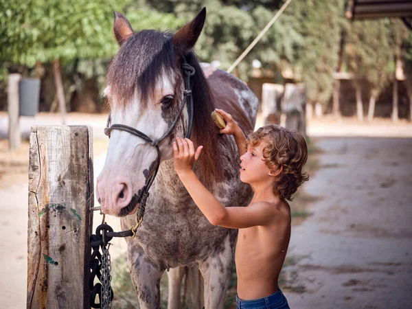 Kıvırcık saçlı sevimli çocuk çiftlik bahçesinde dikilirken dizginlenmiş benekli atla ilgileniyor.