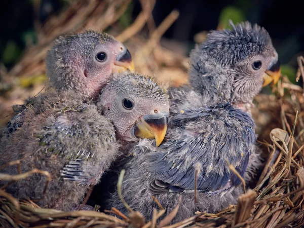 Cute Mom Chicks Lovebird Gray Light Blue Plumage Sitting Nest — Stock Photo, Image