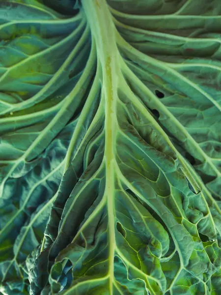 Крупный План Текстурированного Фона Зеленого Листа Экзотического Растения Волнистой Поверхностью — стоковое фото