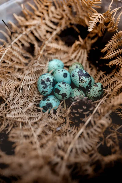Blue Eggs Dry Fern Nest Pine Cones — Stock Photo, Image