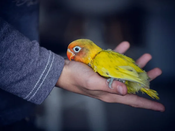 Shora Jasně Žlutý Pták Pomerančovým Zobákem Klování Rukou Člověka Obilí — Stock fotografie