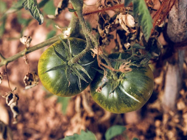 Desde Arriba Deliciosos Tomates Verdes Rama Cultivando Jardín Verano Campo — Foto de Stock