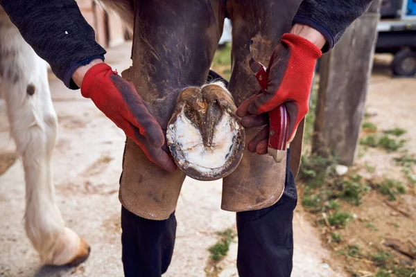 Blacksmith Boy Changing Horseshoe Leg Horse Using Bald Lime Hammer — Stock Photo, Image