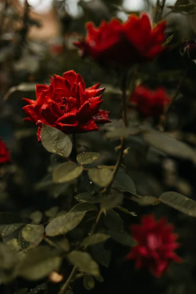 Κόκκινα Τριαντάφυλλα Βρεγμένα Πέταλα Που Φυτρώνουν Πράσινο Θάμνο Στον Κήπο — Φωτογραφία Αρχείου