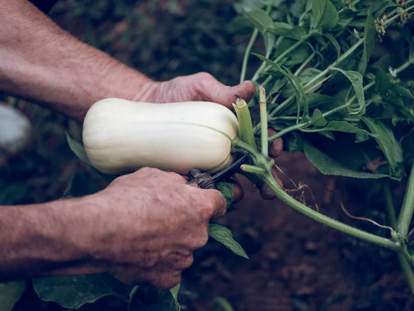 Crop Anonymous Male Gardener Cutting Knife Ripe Zucchini Growing Green — Stock Photo, Image