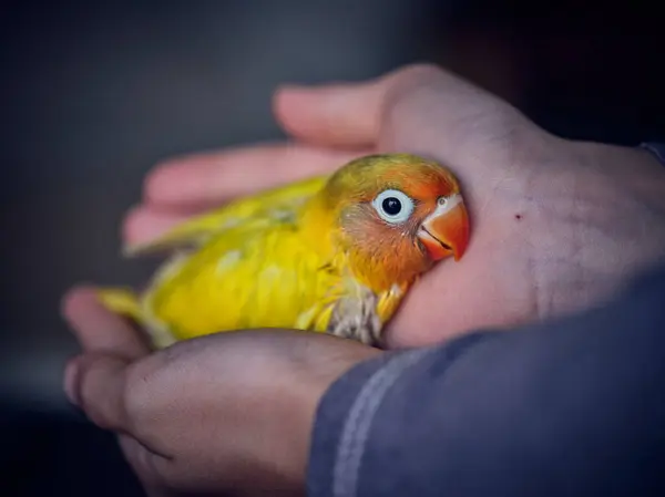 Closeup Crop Person Holding Hands Cute Little Chick Lovebird Vivid — Stock Photo, Image