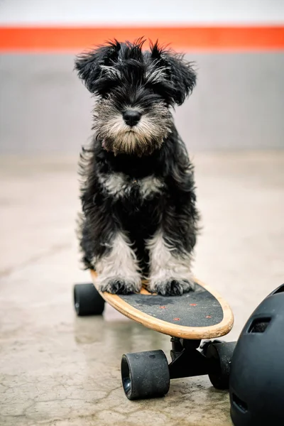 Cãozinho Adorável Schnauzer Miniatura Skate Colocado Chão Concreto Olhando Para — Fotografia de Stock