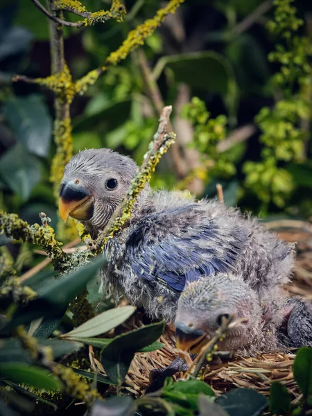 Side View Adorable Little Fluffy Lovebird Chicks Gray Plumage Nest — Stock Photo, Image
