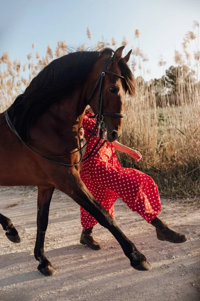 Unrecognizable Lady Spotted Red Dress Leading Prancing Horse Path Meadow — Stock Photo, Image