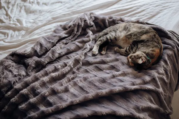 Süße Katze Liegt Auf Weicher Decke Auf Bequemem Bett Zuhause — Stockfoto