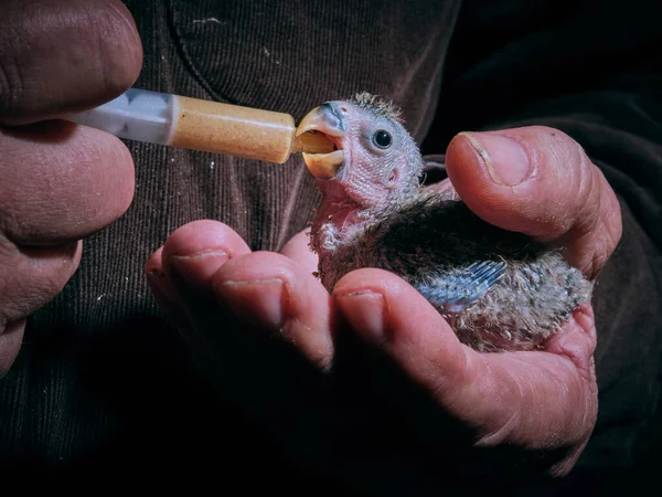 Widok Bliska Zboże Nierozpoznawalny Dorosły Mężczyzna Karmienie Cute Little Lovebird — Zdjęcie stockowe