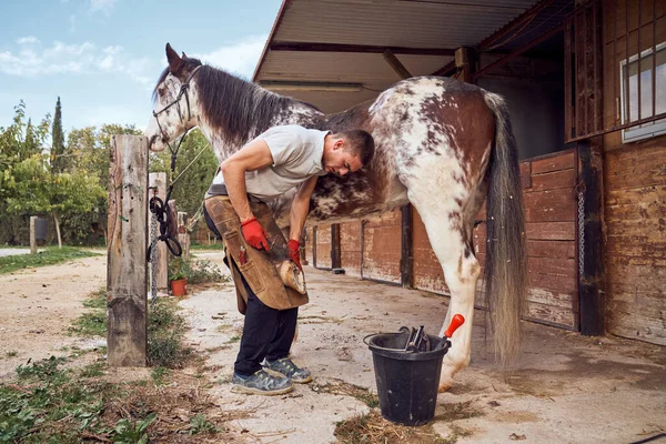 Farrier ahırda at nalı değiştiriyor.