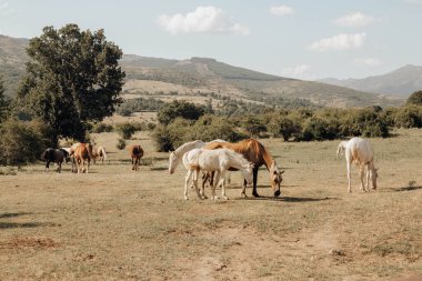 Ormanda birkaç at bedavaya yiyor.