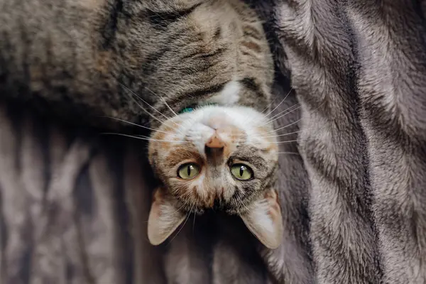 Gato Doce Deitado Cobertor Macio Cama Confortável Casa — Fotografia de Stock