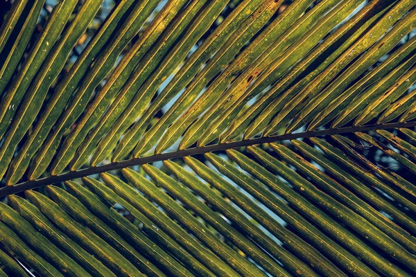 Háttérből Élénk Zöld Levelek Egzotikus Pálmafa Ellen Kék Napfényben — Stock Fotó