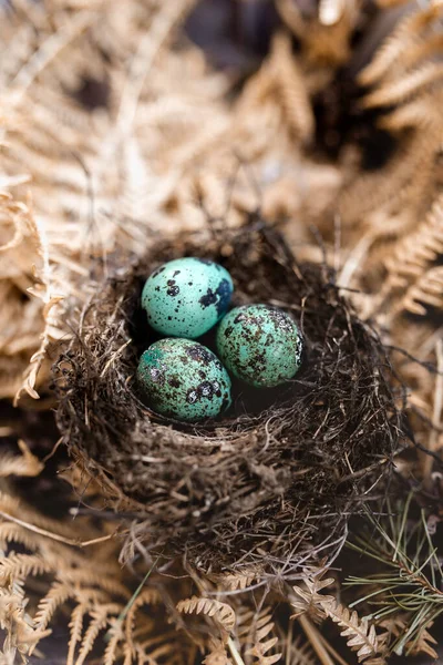 Blue Eggs Nest — Stock Photo, Image