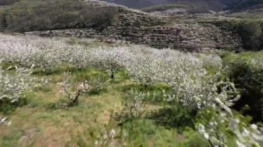 Valle de Jerte kırsalında çiçek açan kiraz ağaçlarının olduğu resim gibi manzara.