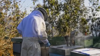 Koruyucu eldivenli isimsiz arı yetiştiricisi arı kovanında bal toplarken özel forseps ile bal topluyor.