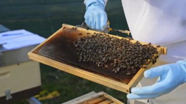 Koruyucu eldivenli isimsiz arı yetiştiricisi arı kovanında bal toplarken özel forseps ile bal topluyor.