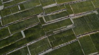 Eucheuma Cottonii çiftliği ve Nusa Lembongan Adası 'nda güneşli bir yaz günü bulunan deniz suyuna demirlemiş tekneleri olan su altı çiftliğinin havadan görünüşü.