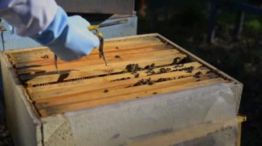 Koruyucu eldivenli isimsiz arı yetiştiricisi arı kovanında bal toplarken özel forseps ile bal topluyor.