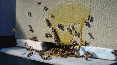 Arı kovanında güneşli bir günde bir sürü arıyla bal peteği