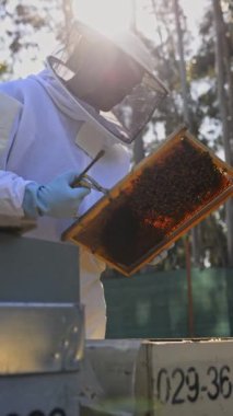 Koruyucu eldivenli arı yetiştiricisi arı kovanında bal toplarken özel forseps ile bal topluyor.