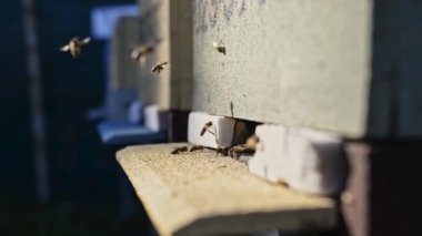 Arı kovanında güneşli bir günde bir sürü arıyla bal peteği