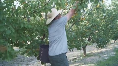 Hasır şapkalı son sınıf öğrencisi bahçede olgun kayısılar topluyor.