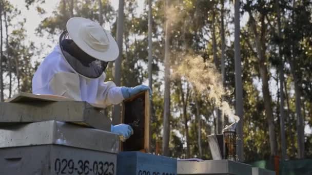 穿着防护服和手套的养蜂人用有机蜂蜜梳理蜂箱 — 图库视频影像