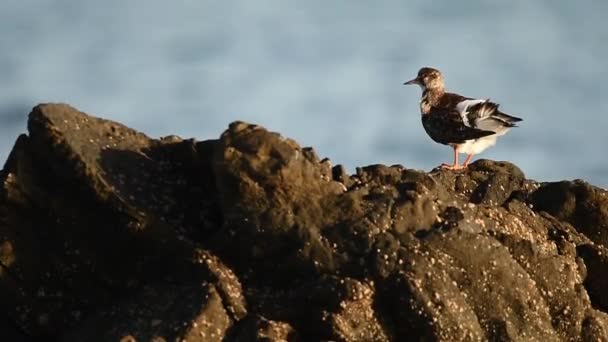 Статический Снимок Дикой Аренарии Интерпретирует Птицу Сидящую Камне Возле Машущего — стоковое видео