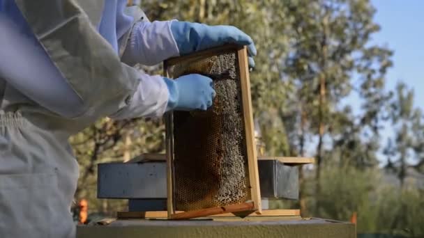 Περικοπή Αγνώριστος Μελισσοκόμος Προστατευτική Στολή Και Γάντια Χτένισμα Κυψέλη Βιολογικό — Αρχείο Βίντεο