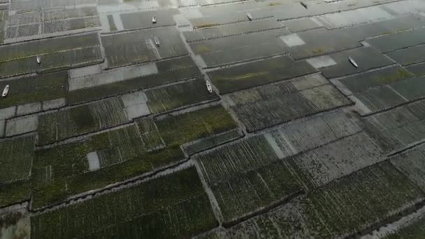 Eucheuma Cottonii Çiftliği Nusa Lembongan Adası Nda Güneşli Bir Yaz — Stok video