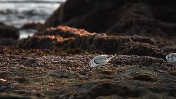 白日里 在飞溅的海浪附近 野生沙鱼鸟在沙滩上啄食猎物时的静态射击 — 图库视频影像