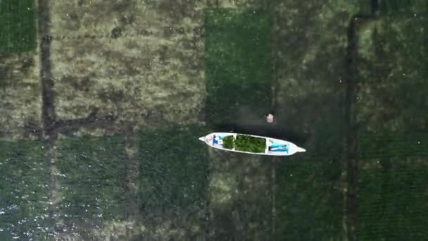 インドネシアの水面に浮かぶモールドボートの近くのウシュマ コットニーのプランテーションを収集する農民の空中トップビュー — ストック動画