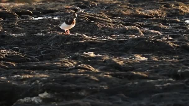 Static Shot Wild Sandpiper Bird Pecking Out Prey Sand Rocks — Stock Video