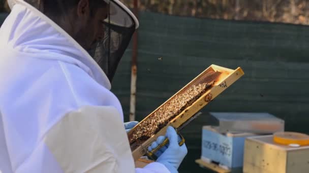 Beekeeper Protective Gloves Removing Honeycomb Special Forceps While Collecting Honey — Stock Video