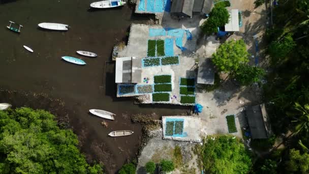 Aerial Top View Farmers Collecting Eucheuma Cottonii Harvest Sea Water — Stock Video