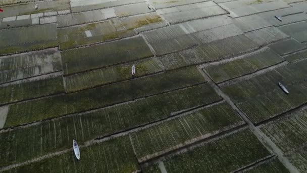 Αεροφωτογραφία Του Υποβρύχιου Αγροκτήματος Eucheuma Cottonii Φυτεία Και Βάρκες Αγκυροβολημένο — Αρχείο Βίντεο