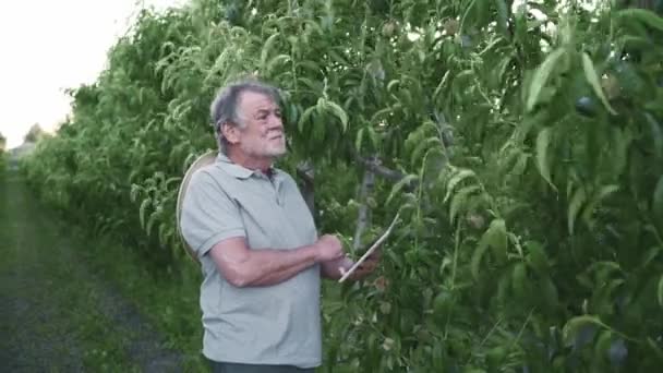 농장에서 일하는 무성한 나무를 검사하는 태블릿을 사용하여 캐주얼 — 비디오
