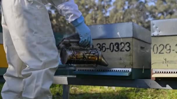 专业的男性养蜂人 穿着防护服 戴着手套 在四月工作时与特别烟民一起吸烟蜂箱 — 图库视频影像