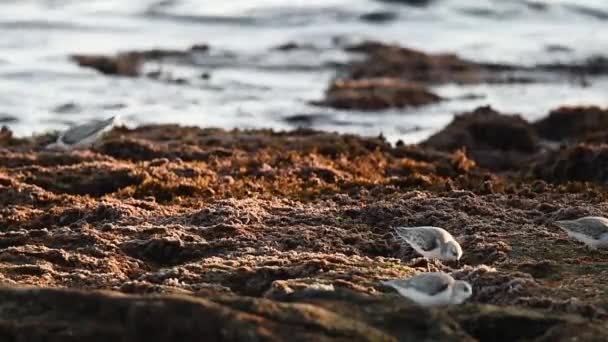 Статический Снимок Диких Птиц Песчаников Выклевывающих Добычу Песка Возле Брызг — стоковое видео