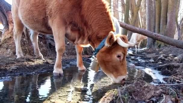 晴れた日の田舎で放牧しながら川から水を飲む家庭茶色の牛 — ストック動画