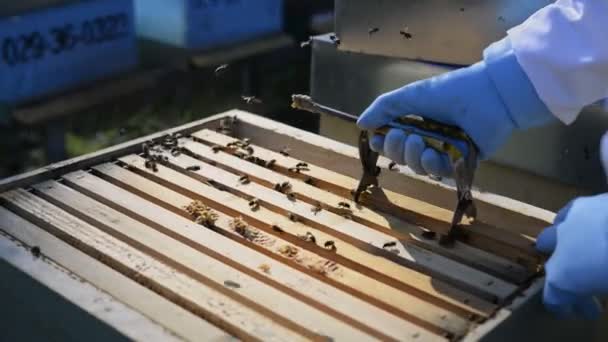 High Angle Crop Unrecognizable Farmer Protective Uniform Gloves Combing Beehives — Stock Video