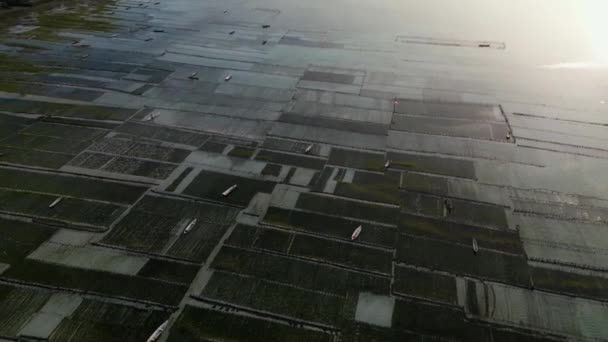 インドネシアに位置する森林や家屋の近くに赤い藻類の水中農場を持つヌサレンボンガンの島の海岸の空中眺望 — ストック動画