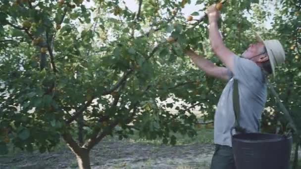 Senior Freizeitkleidung Mit Strohhut Und Korb Sammelt Reife Aprikosen Garten — Stockvideo