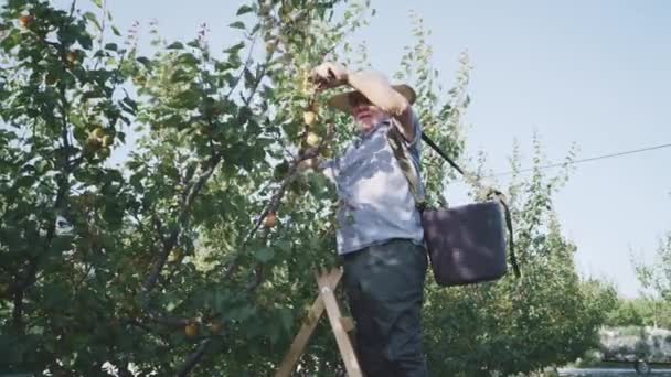 사다리에 정원에서 성숙한 살구를 바구니와 모자에 캐주얼 남자의 — 비디오
