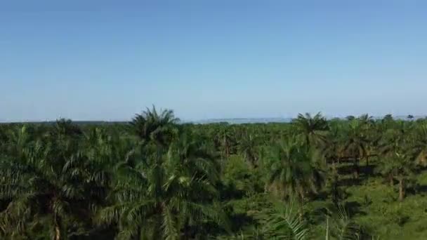 Pozvedání Bezpilotní Pohled Malebný Zelený Tropický Les Svěžími Stromy Vysokými — Stock video